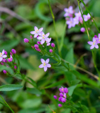 Zeměžluč okolíkatá - Centaurium erythraea - osivo zeměžluče - 0,01 g