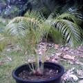 Palma - Dypsis prestoniana - osivo palmy - 3 ks