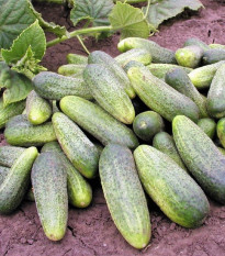 Okurka nakládačka Ornello F1 - Cucumis sativus - osivo okurky - 30 ks