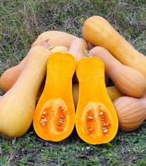 Tykev muškátová Butterscotch PMT F1 - Cucurbita moschata - osivo tykve - 5 ks