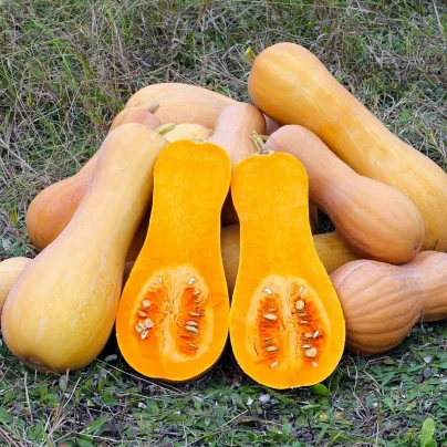 Tykev muškátová Butterscotch PMT F1 - Cucurbita moschata - osivo tykve - 5 ks