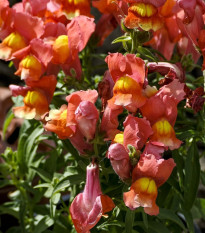 Hledík nízký dvoukvětý Twinny Bronze - Antirrhinum majus - osivo hledíku - 20 ks