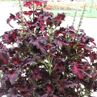 Africká kopřiva Wizard Black Dragon - Coleus blumei - osivo africké kopřivy - 30 ks