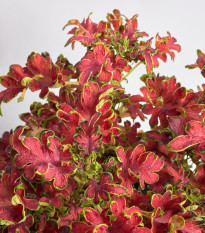 Africká kopřiva Wizard Velvet Rose - Coleus blumei - osivo africké kopřivy - 30 ks