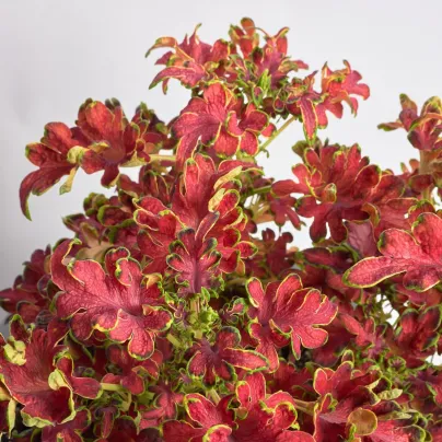 Africká kopřiva Wizard Velvet Rose - Coleus blumei - osivo africké kopřivy - 30 ks