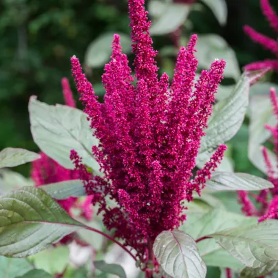 Laskavec krvavý - Amaranthus cruentus - osivo laskavce