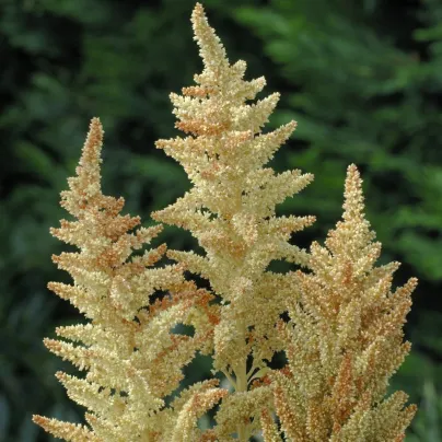 Laskavec Autumn Touch - Amaranthus caudatus - osivo laskavce - 270 ks