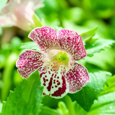 Kejklířka tečkovaná White Blotch - Mimulus - osivo kejklířky - 20 ks