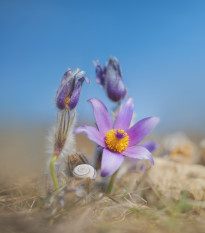 Koniklec alpinský Bells Violet - Pulsatilla alpina - osivo koniklece - 20 ks