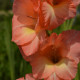 Gladiol Indian Summer - Gladiolus - hlízy gladiol - 3 ks