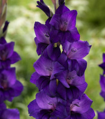 Gladiol Purple Flora - Gladiolus - hlízy gladiol - 3 ks