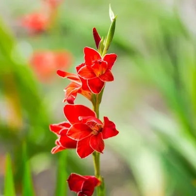 Gladiol Atom - Gladiolus - hlízy gladiol - 3 ks