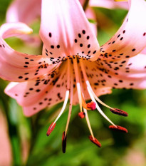 Lilie Pink tiger - Lilium - cibule lilií - 1 ks