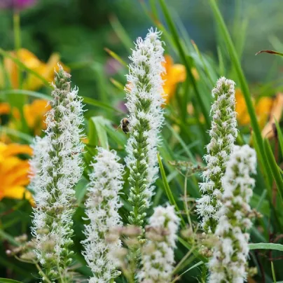 Šuškarda bílá Alba - Liatris spicata - hlízy šuškardy - 5 ks