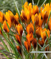 Krokus Orange Monarch - Crocus chrysanthus - hlízy krokusů - 3 ks