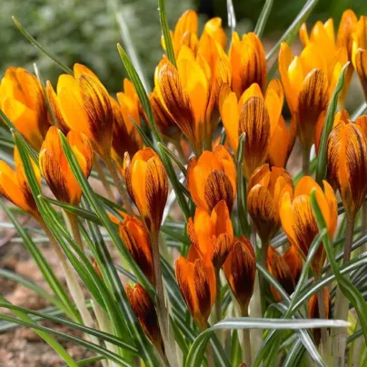 Krokus Orange Monarch - Crocus chrysanthus - hlízy krokusů - 3 ks