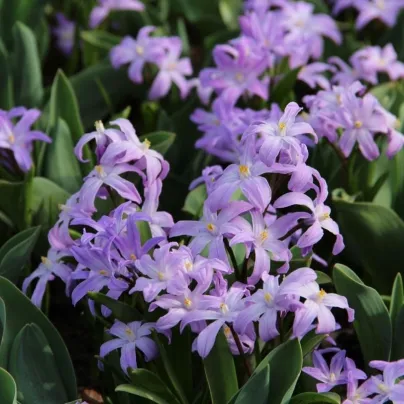 Ladonička Violet Beauty - Chionodoxa luciliae - cibule ladoniček - 5 ks