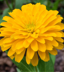 Ostálka Zinderella Yellow - Zinnia elegans - osivo ostálky - 20 ks