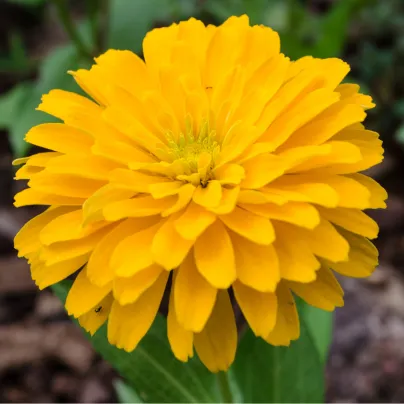 Ostálka Zinderella Yellow - Zinnia elegans - osivo ostálky - 20 ks