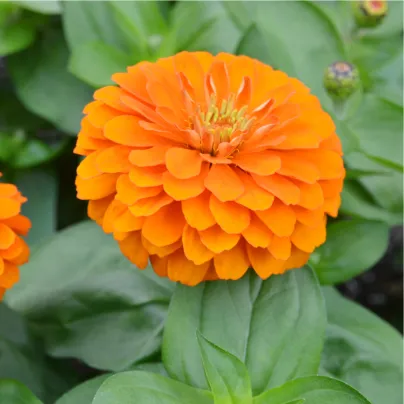 Ostálka Zinderella Orange - Zinnia elegans - osivo ostálky - 20 ks