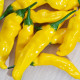 Chilli Lemon Drop - Capsicum baccatum - osivo chilli - 7 ks