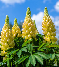 Lupina žlutá - Lupinus polyphyllus - prostokořenná sazenice lupiny - 1 ks