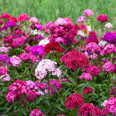 Hvozdík bradatý Dynasty mix F1 - Dianthus barbatus - osivo hvozdíku - 16 ks