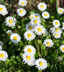 Sedmikráska bílá jednoduchá - Bellis perennis - osivo sedmikrásky - 70 ks