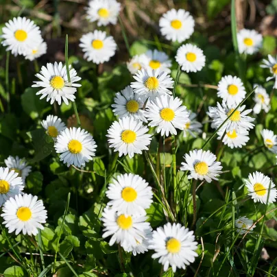 Sedmikráska bílá jednoduchá - Bellis perennis - osivo sedmikrásky - 70 ks