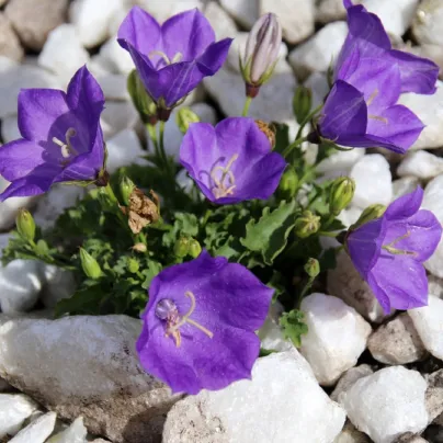 Zvonek karpatský modrý - Campanula carpatica - osiva zvonku - 400 ks