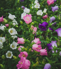 Zvonek plnokvětý - Campanula medium - osivo zvonku - 400 ks