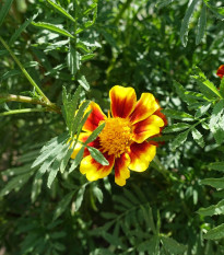 Aksamitník jednoduchý směs - Tagetes patula - osivo aksamitníku - 0,3 g