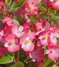 Begónie Big Pink Green Leaf F1 - Begonia benariensis - osivo begónie - 8 ks