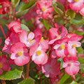 Begónie Big Pink Green Leaf F1 - Begonia benariensis - osivo begónie - 8 ks