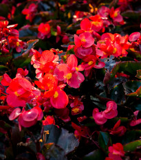 Begónie Big Red Green Leaf F1 - Begonia benariensis - osivo begónie - 8 ks