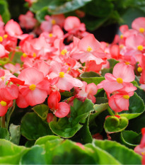 Begónie Big Rose Green Leaf F1 - Begonia benariensis - osivo begónie - 8 ks