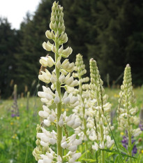 Lupina bílá - Lupinus polyphyllus - prostokořenná sazenice lupiny - 1 ks