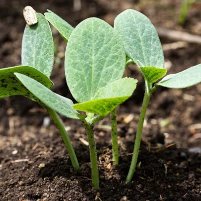 Tykev fíkolistá k roubování - Cucurbita Ficifolia - osivo tykve - 10 ks