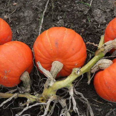 Tykev Amoro - Cucurbita Maxima Duchesne - osivo tykve - 5 ks