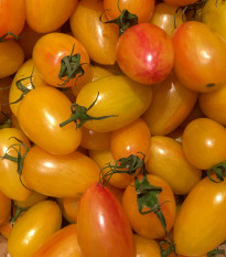 Rajče Artisan Blush Tiger - Solanum lycopersicum - osivo rajčat - 6 ks