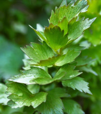 Libeček - Levisticum officinale - osivo libečku - 0,4 g