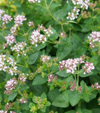 Majoránka divoká - Pot marjoram - osivo majoránky - 500 ks