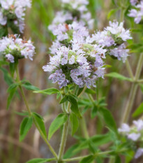 Americká horská máta - Pycnanthemum pilosum - osivo máty - 20 ks