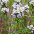 Americká horská máta - Pycnanthemum pilosum - osivo máty - 20 ks