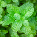 Máta peprná - Mentha - osivo máty - 0,1 g