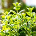 Máta jablečná - Máta egyptská - Mentha rotundifolia - osivo máty - 25 ks