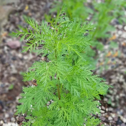 Pelyněk roční - Artemisia annua - osivo pelyňku - 0,02 g