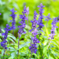 Šalvěj pomoučená modrá - Salvia farinacea - osivo šalvěje - 60 ks