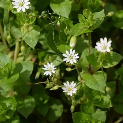 Ptačinec prostřední - Stellaria media - osivo ptačince -  500 ks