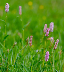 Rdesno Hadí kořen - Bistorta officinalis - osivo rdesna - 15 ks